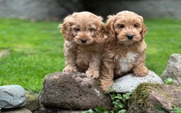 Cockapoo dogs for sale: Stunning cockapoos ready now for loving homes  - Image 2
