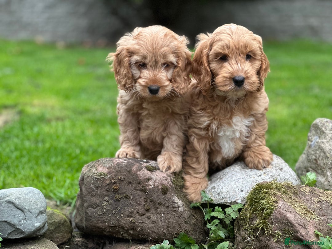 Cockapoo dogs for sale: Stunning cockapoos ready now for loving homes  - Image 2