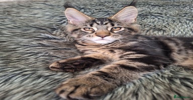 Maine Coon cats - Advert 14