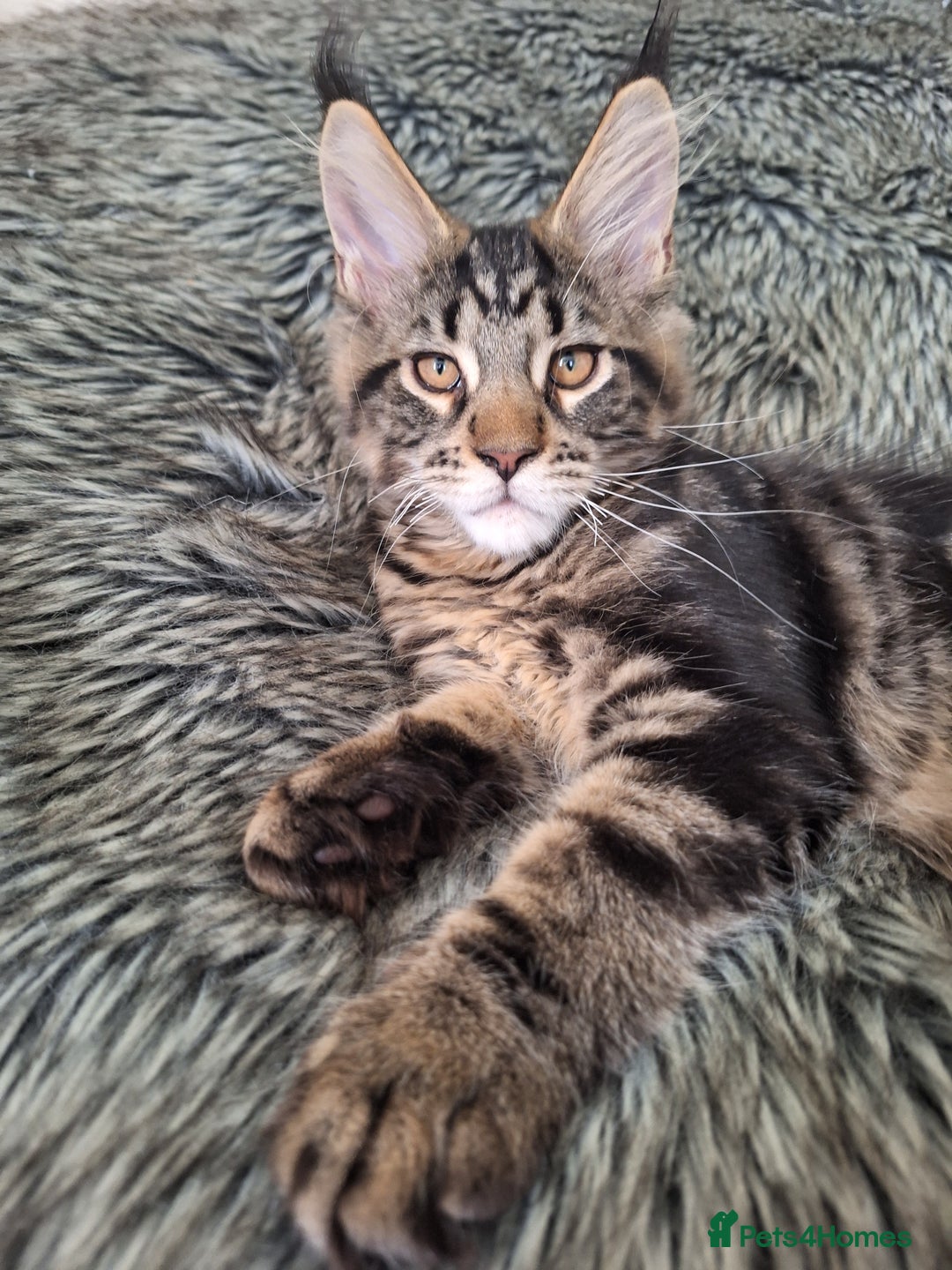 Maine Coon cats for sale: Lintons Pride Maine Coon Kittens. Ready Now - Image 2