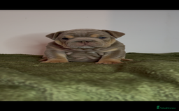 English Bulldog dogs for sale: Bulldogs ready to go!  - Image 7