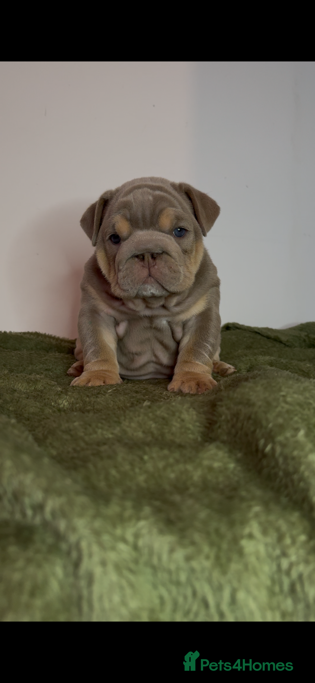 English Bulldog dogs for sale: Bulldogs ready to go!  - Image 7