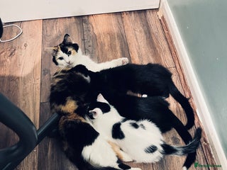 Mixed Breed cats Kittens needing home!!! - Advert 1