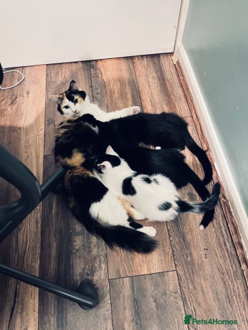 Mixed Breed cats 4 month old kittens looking for forever homes! - Advert 1
