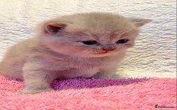 British Longhair cats for sale: Excellent show class kittens  - Image 3