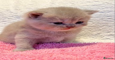 British Longhair cats - Advert 3
