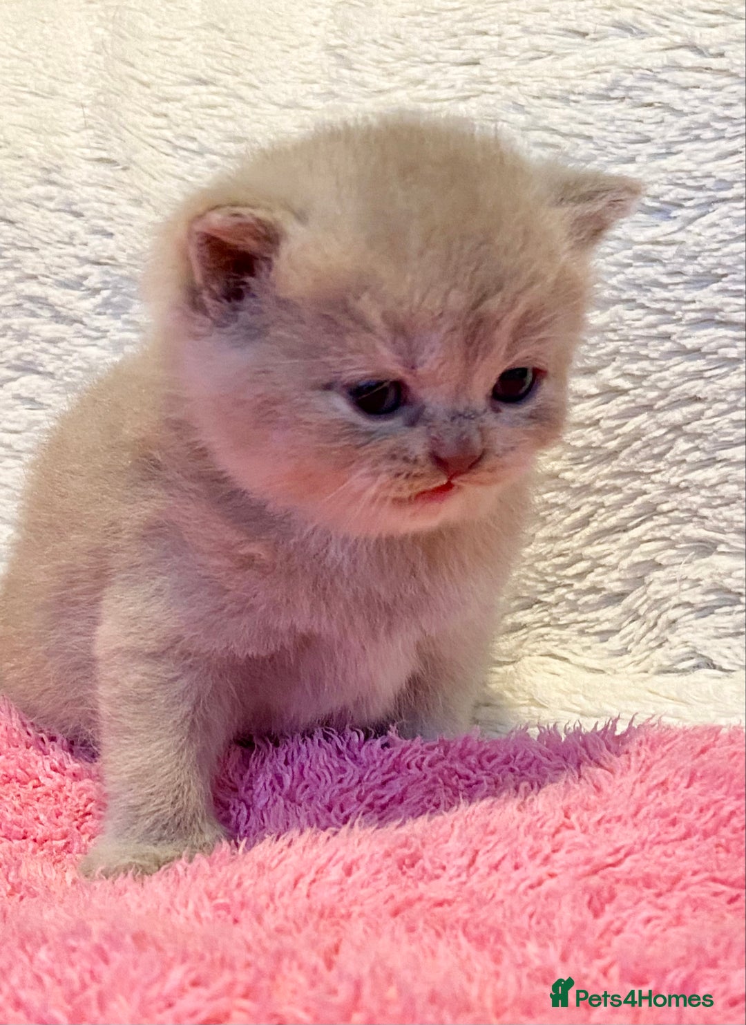 British Longhair cats for sale: Excellent show class kittens  - Image 3