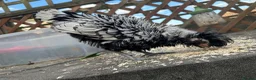 Chickens poultry for sale: Poland Bantam Cockerels Smooth and Frizzle - Advert 5