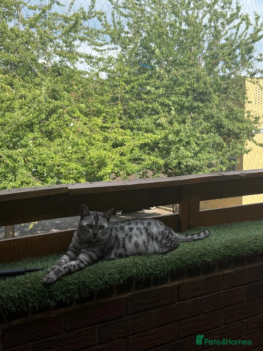 Bengal cats for sale: Bengal cat looking for a loving forever home in London - Advert 11