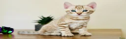 Bengal cats for sale: ⭐⭐⭐ Pedigree Bengal TICA registered Kittens ⭐⭐⭐ - Advert 25