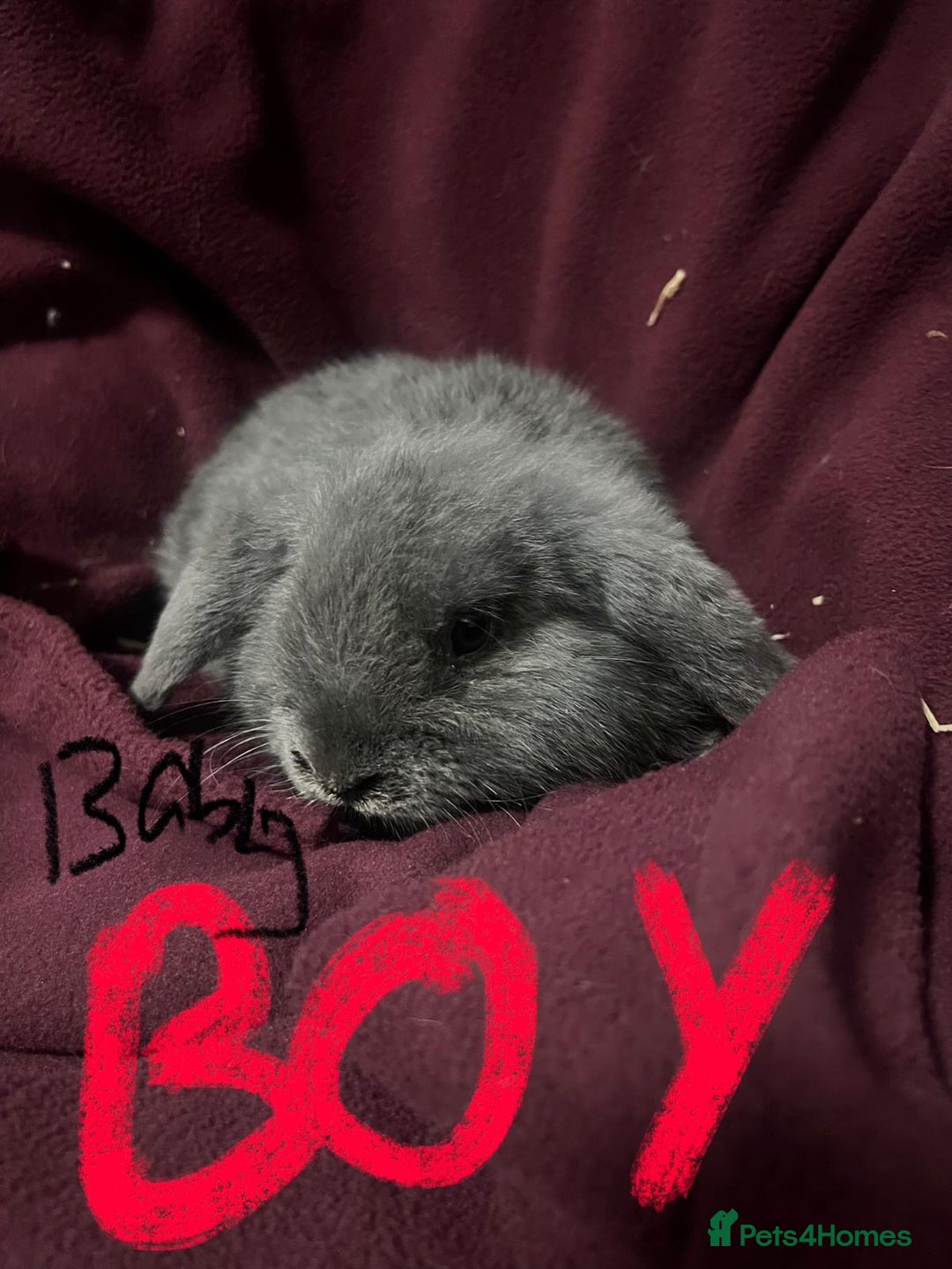 Mini Lion Lop rabbits for sale: Mini lop - Advert 2