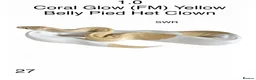 Python Snake reptiles for sale: Various royal pythons for sale - Advert 9