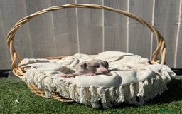 Whippet dogs for sale: Beautiful pedigree whippet puppies  - Image 7