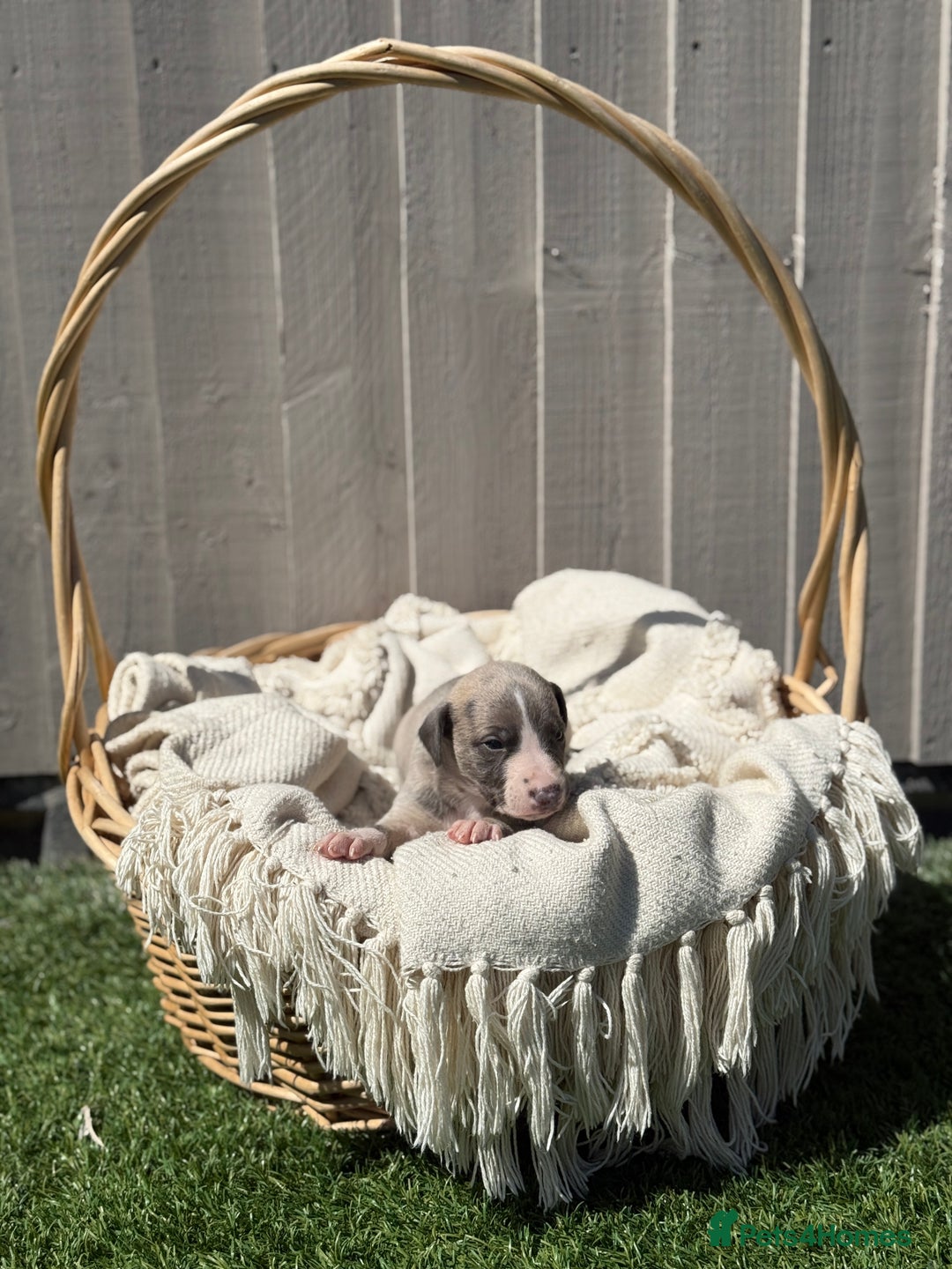 Whippet dogs for sale: Beautiful pedigree whippet puppies  - Image 7
