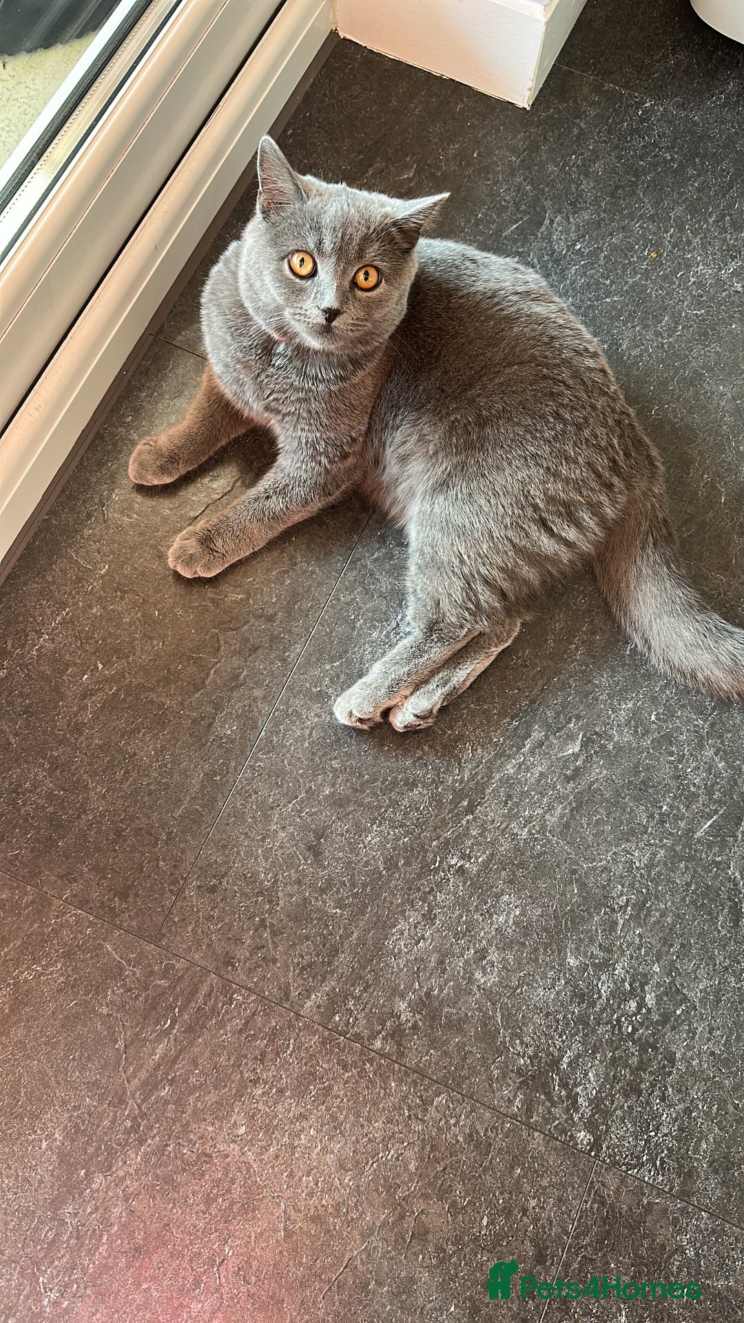 British Shorthair cats for sale: Female British shorthair cat  - Image 3