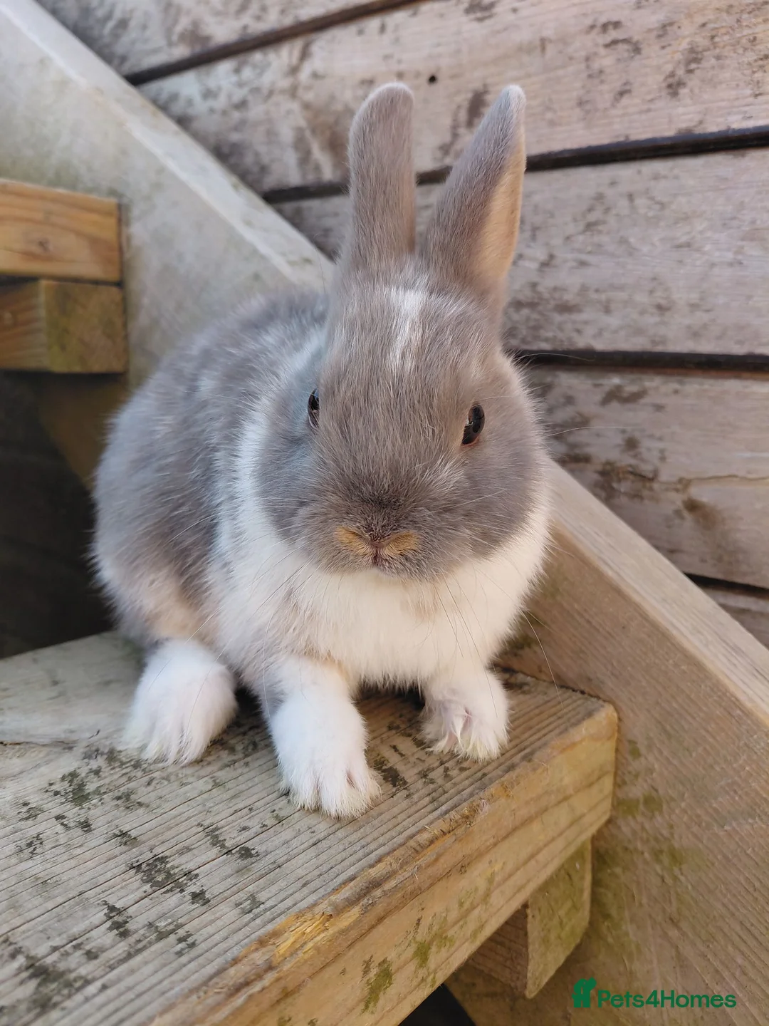 Netherland Dwarf rabbits for sale: Netherland dwarf buck - Advert 6