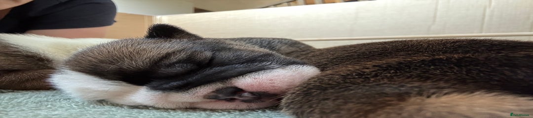 English Bulldog Puppy 4