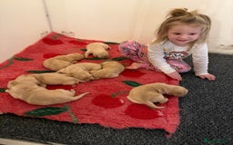 Labrador Retriever dogs for sale: Classic English show type Labrador puppies  - Advert 5