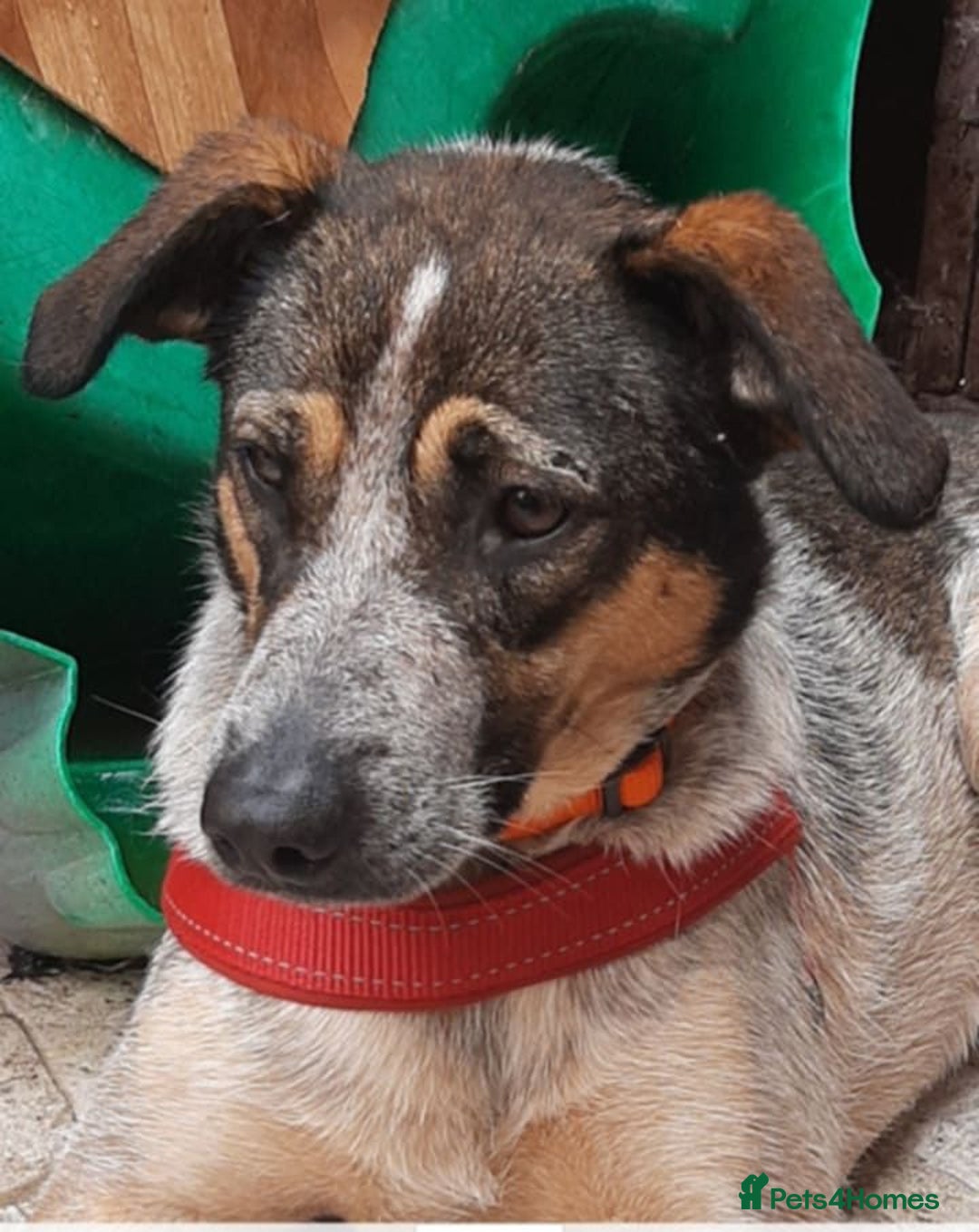 Mixed Breed dogs for adoption: Sweet Cindy 💖 Shy, Clever & Learning to Trust - Advert 9
