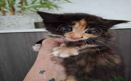 Maine Coon cats for sale: Beautiful Bright Eyed Part Maine Coon Kitten - Image 6