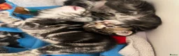Mixed Breed cats for sale: Mixed bengal kittens  - Advert 6