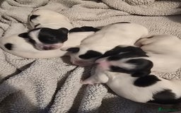 Mixed Breed dogs for sale: Cocker/collie mix puppys - Image 1