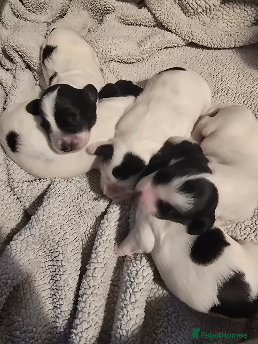 Mixed Breed dogs for sale: Cocker/collie mix puppys - Image 1