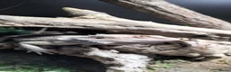 Bearded Dragon reptiles for sale: Male Bearded Dragon + 4x2x2 Vivarium in Leeds - Advert 2