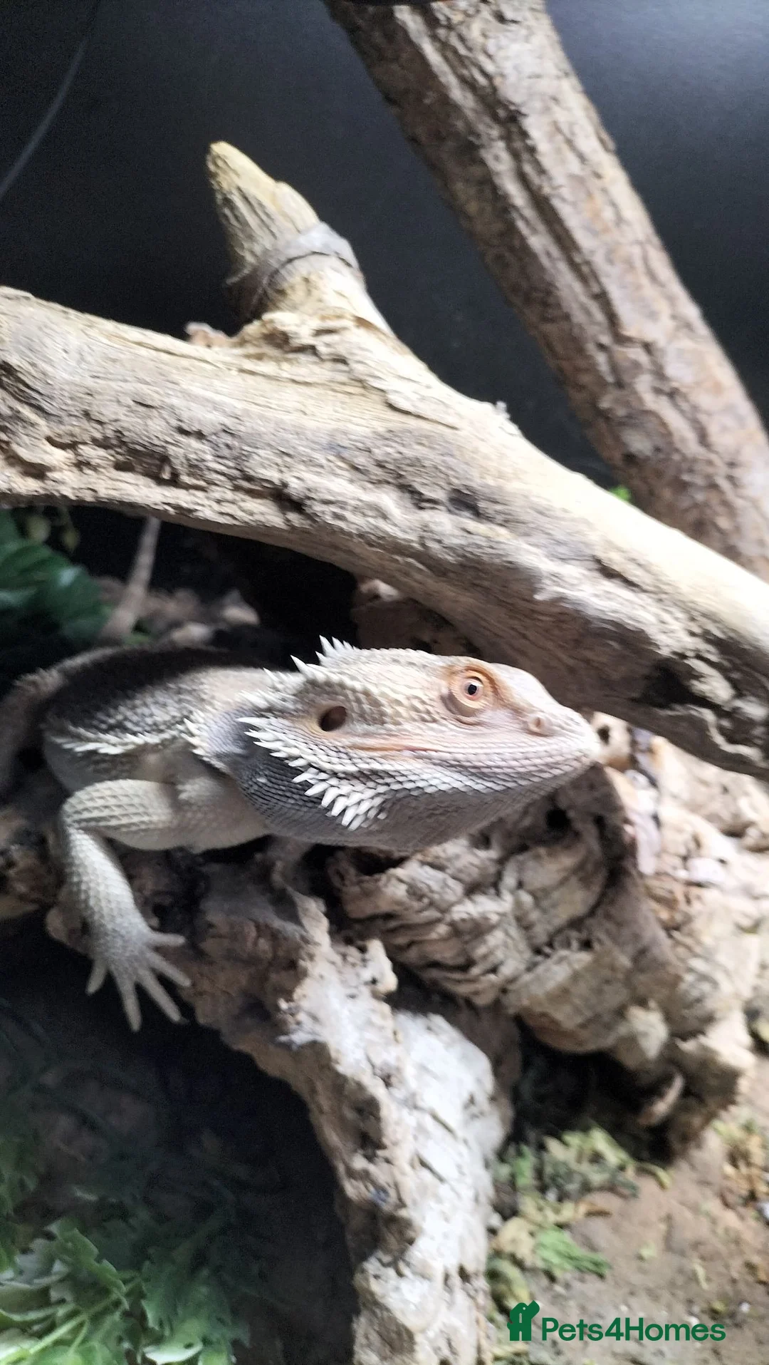 Bearded Dragon reptiles for sale: Male Bearded Dragon + 4x2x2 Vivarium in Leeds - Advert 2