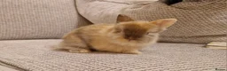 Lionhead rabbits for sale: Dustbunnies Lionheads for sale - Advert 16
