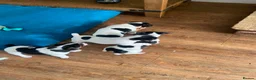 Jack Russell dogs for sale: Beautiful Jack Russell Girls Available  - Advert 23