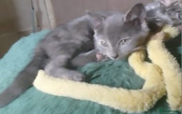 Mixed Breed cats for sale: UNIQUE SILVER/BLUE BENGAL X RUSSIAN BLUE KITTENS  - Image 32