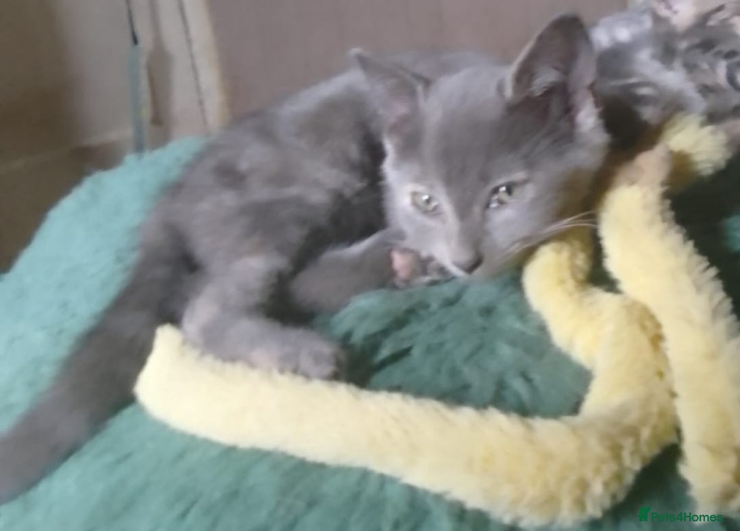 Mixed Breed cats for sale: UNIQUE SILVER/BLUE BENGAL X RUSSIAN BLUE KITTENS  - Image 32