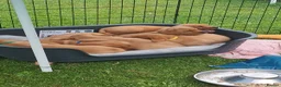 Labrador Retriever dogs for stud: Fox Red Labrador Available for Stud.  - Advert 27