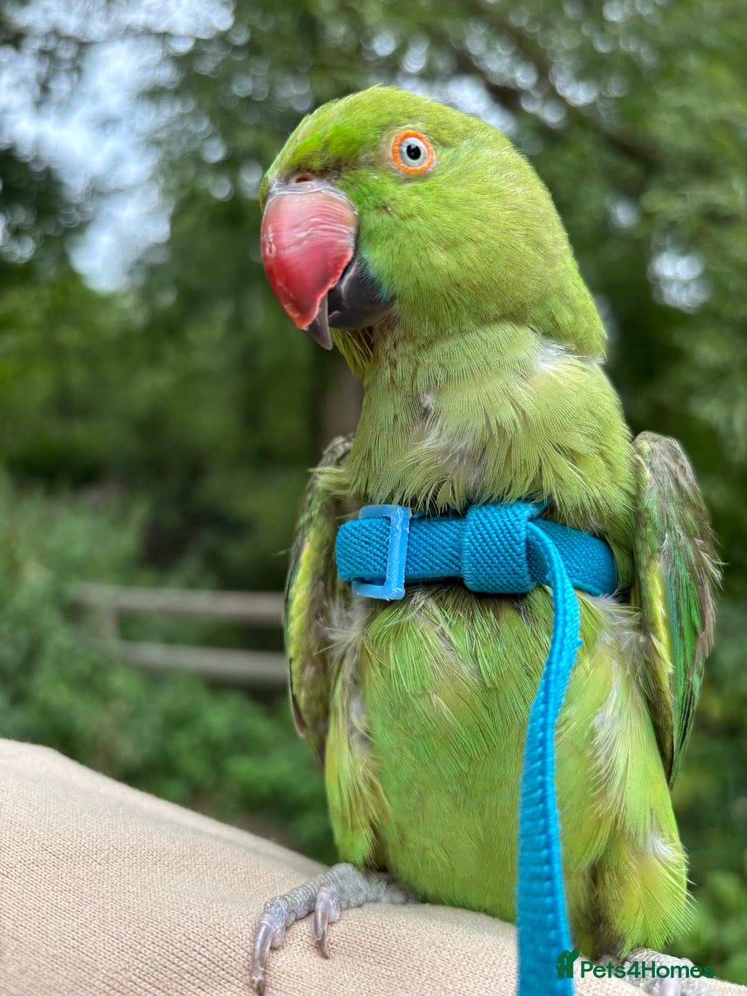 Ringnecks birds for sale: Indian ring neck  - Advert 12