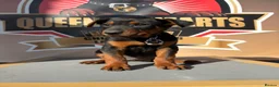 Chinese Red Dog dogs for sale: Stunning (Laizhou hong) Chinese red dog puppies  - Advert 8