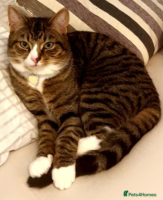 British Shorthair cats Samie - Advert 2