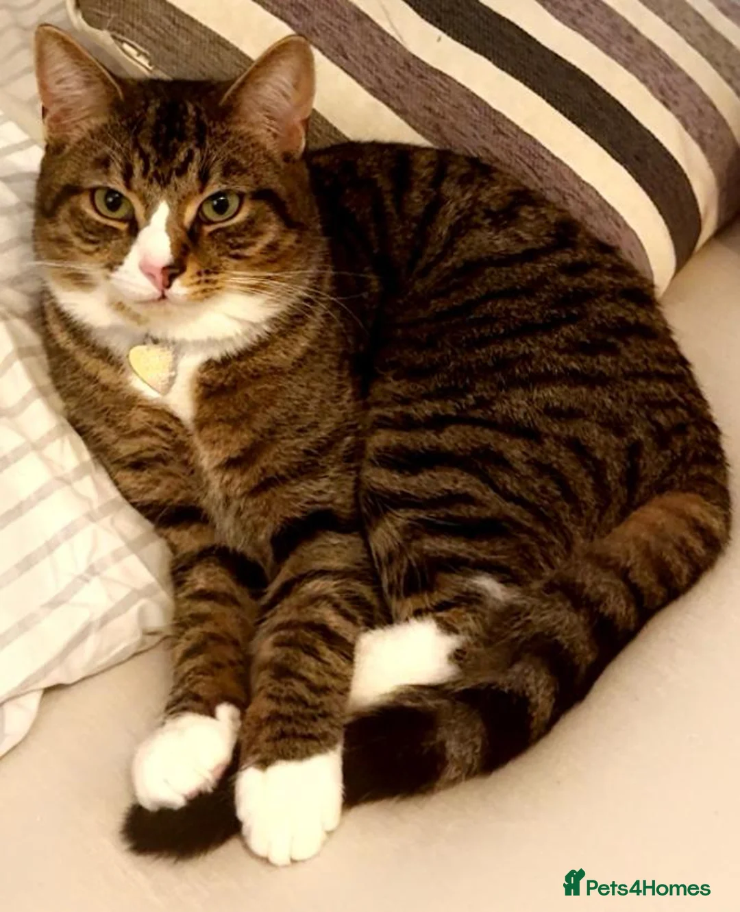 British Shorthair cats for sale: Samie - Advert 1