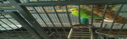 Budgerigars birds for sale: Billy in Wolverhampton - Advert 1