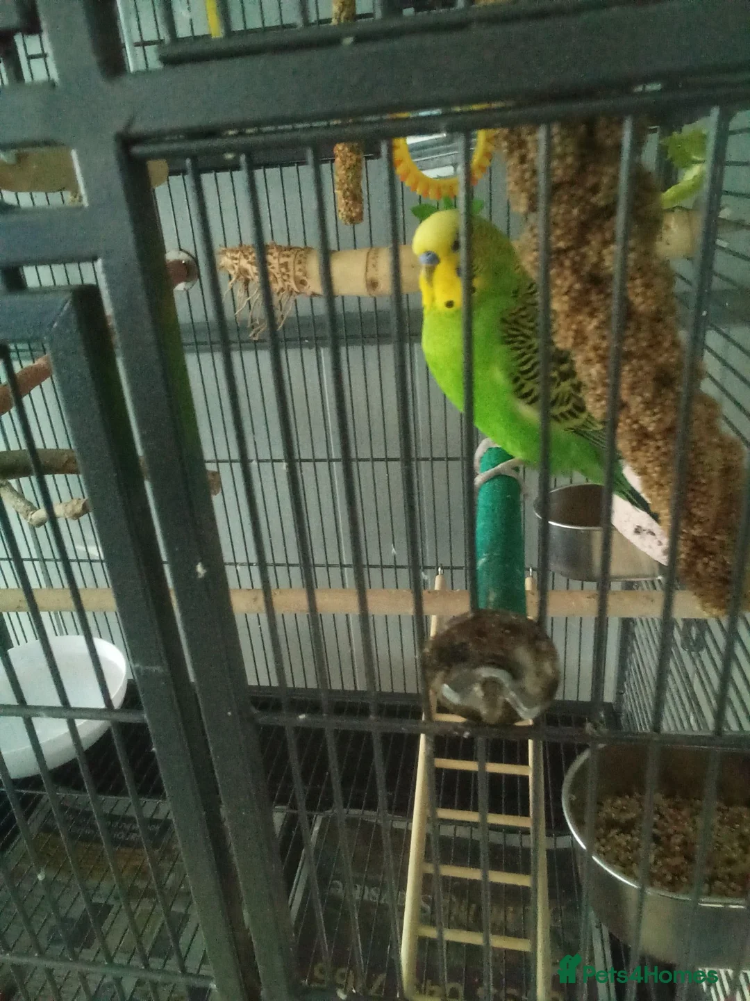 Budgerigars birds for sale: Billy in Wolverhampton - Advert 1