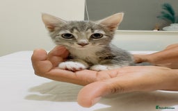 Mixed Breed cats for sale: Kittens ready to go - Image 9
