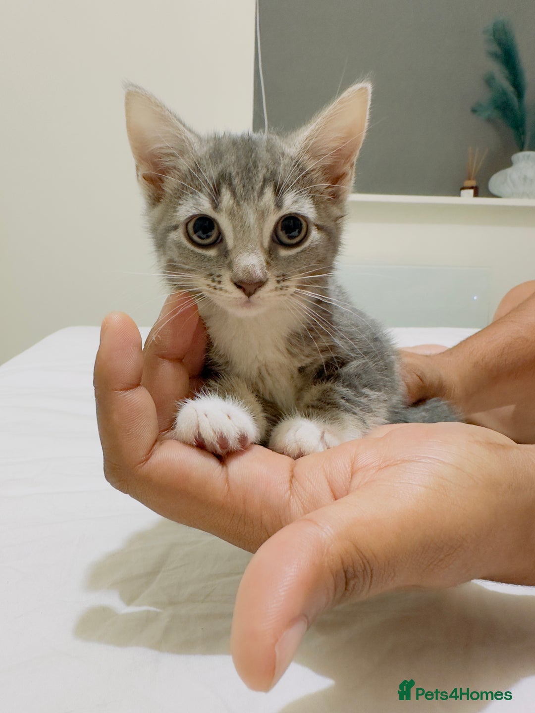 Mixed Breed cats for sale: Kittens ready to go - Image 9