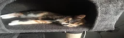 Mixed Breed cats for sale: 5 Beautiful Kittens for sale  - Advert 12