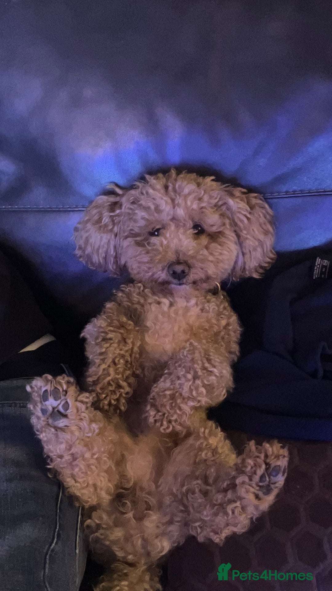 Poochon dogs for stud: Teddy the poochon, delightful and loving - Advert 5