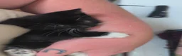 Domestic Shorthair cats for sale: Tuxedo kittens in Holywell - Advert 11