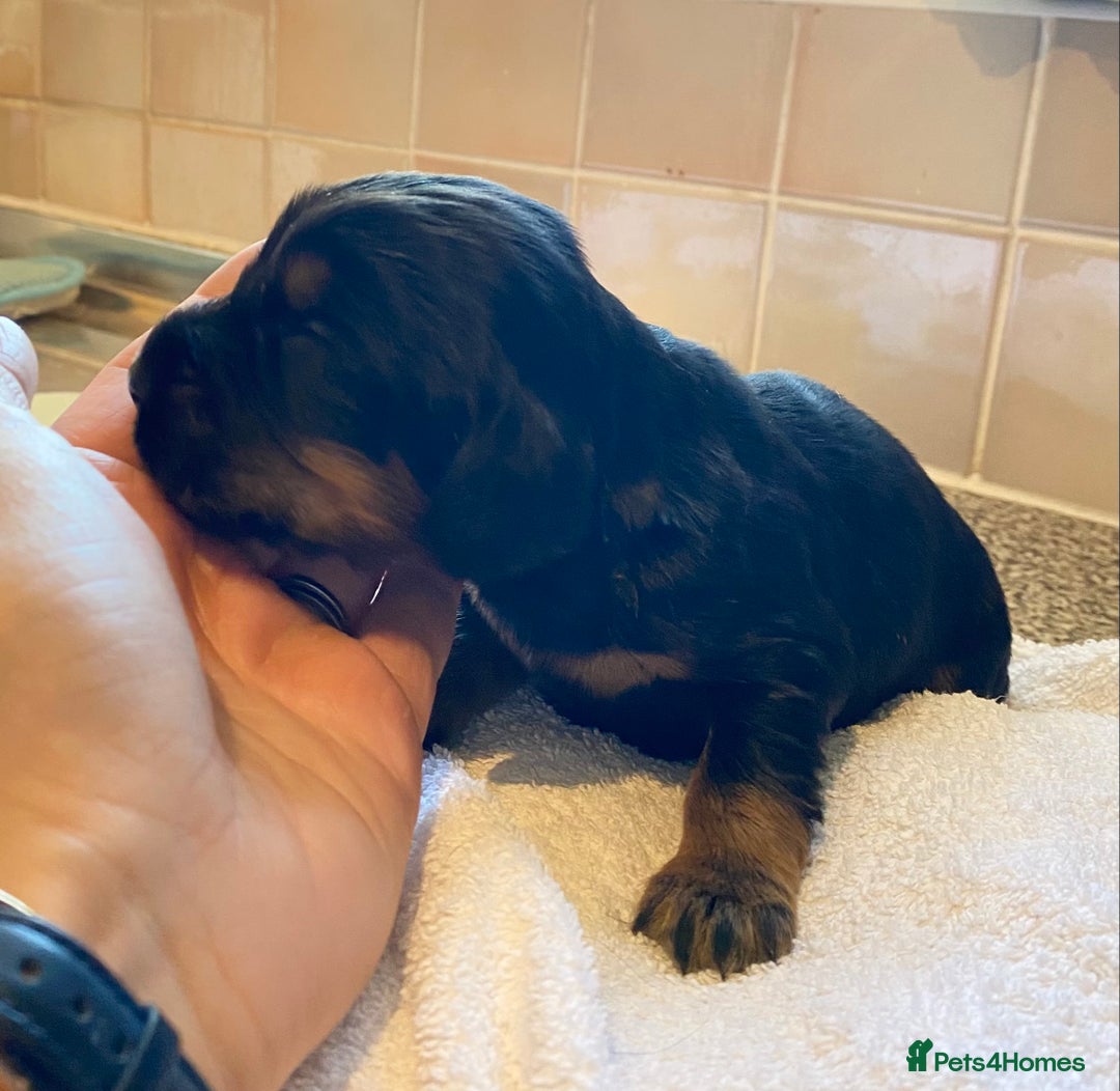 Cocker Spaniel dogs for sale: Working Cocker Spaniel Pups - Image 6