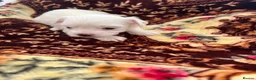 Bichon Frise dogs for sale: 4 little puppy looking for a new home🥰❤️ - Advert 4