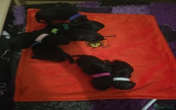 Cockapoo dogs for sale: American Cockapoo Puppies - Image 6