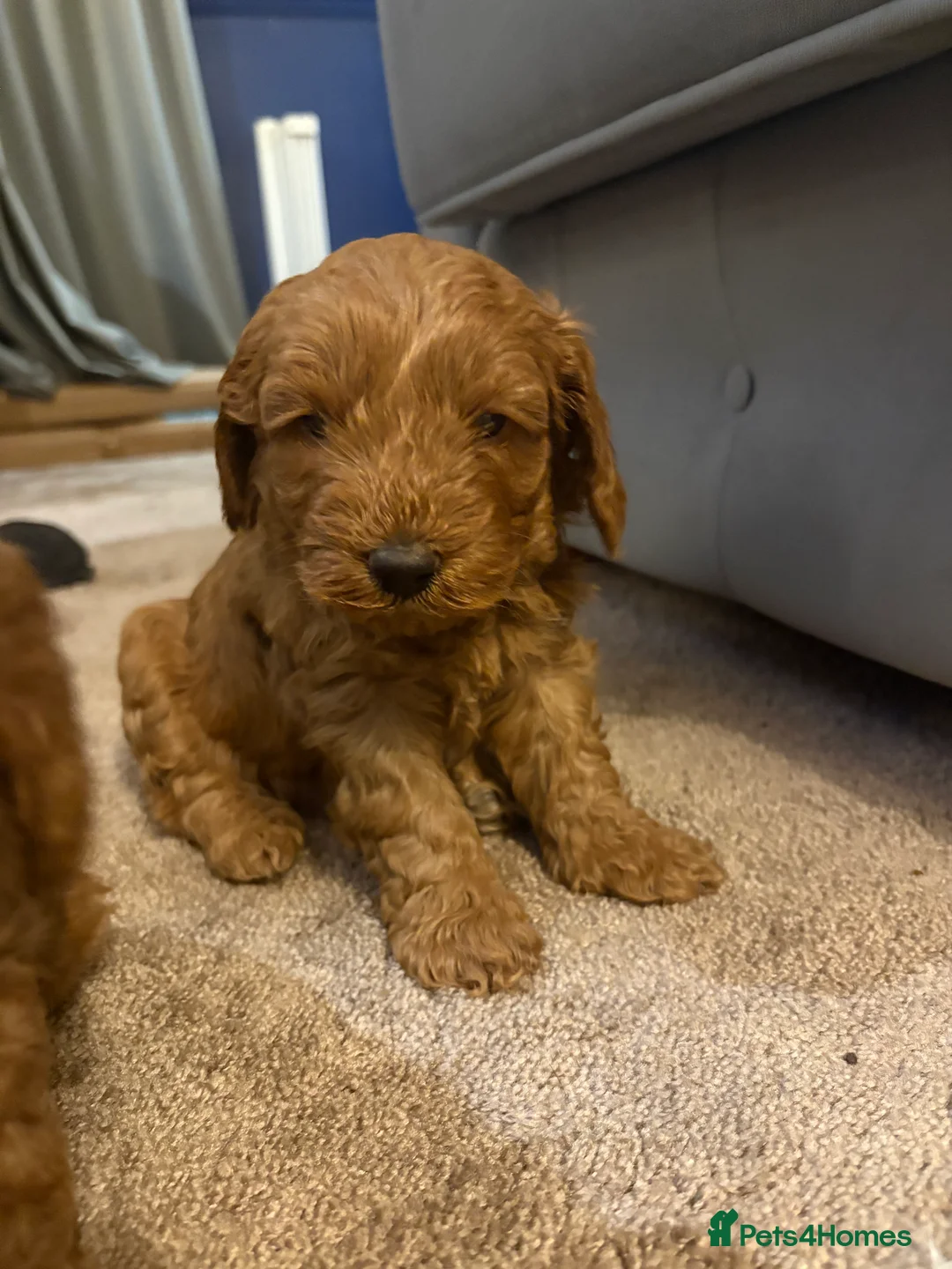 Cockapoo dogs for sale: Red F2b Cockerpoo  - Advert 4