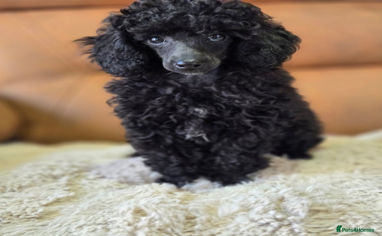 Toy Poodle dogs - Advert 2